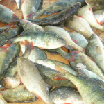 Рыбалка на реке Свирь