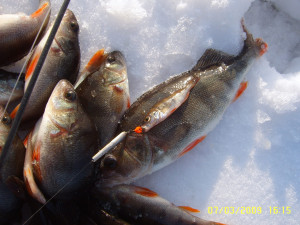 Зимняя рыбалка на безмотылку плотва окунь - В чем разница, плюсы и минусы