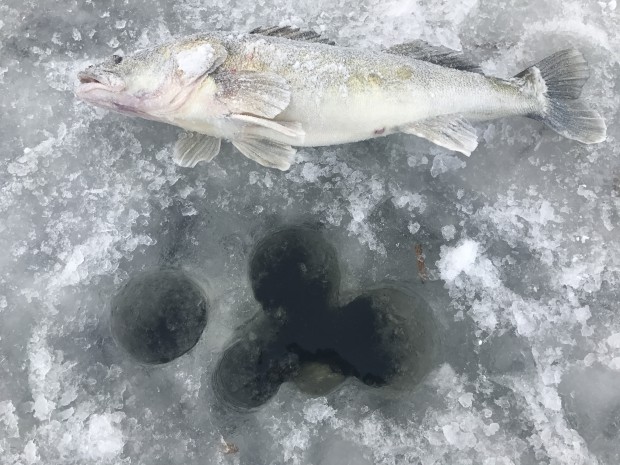 ловля судака на Финском заливе